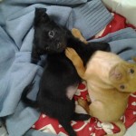 Titù e Berelì