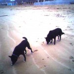 Berenice e Belial